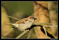 sparrow 0569.jpg