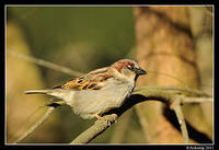 sparrow 0570.jpg
