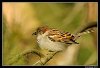 sparrow 0574.jpg