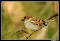 sparrow 0575.jpg