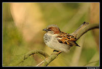 sparrow 0577.jpg