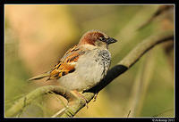 sparrow 0582.jpg