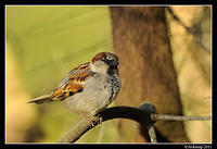 sparrow 0590.jpg
