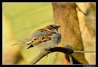 sparrow 0596.jpg