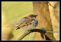 sparrow 0597.jpg