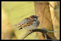 sparrow 0598.jpg