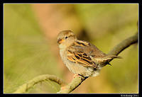 sparrow 0599.jpg