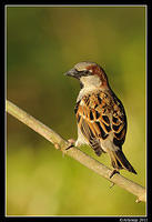 sparrow 0600.jpg