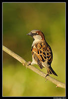 sparrow 0601.jpg