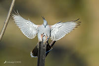 crested pigeon 3788