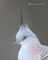 crested pigeon 3983