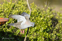 crested pigeon 3988