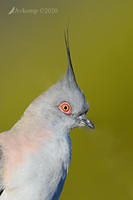 crested pigeon 4056