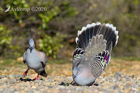 crested pigeon 4337