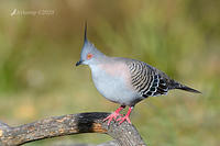 crested pigeon 4339