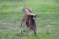 kangaroos 0513