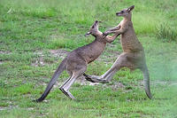 kangaroos 0531