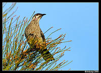 wattle bird 4.jpg
