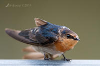 welcome swallow 13335.jpg