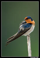 welcome swallow4029.jpg
