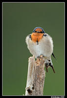 welcome swallow4031.jpg