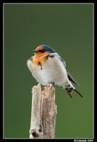 welcome swallow4035.jpg