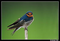 welcome swallow4037.jpg
