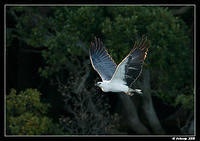white bellied sea eagle 1390.jpg