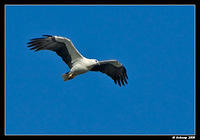 white bellied sea eagle 1411.jpg