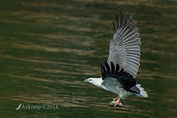 white bellied sea eagle 14812.jpg