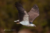 white bellied sea eagle 15440.jpg