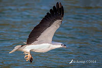 white bellied sea eagle 15441.jpg