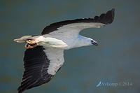white bellied sea eagle 15450.jpg