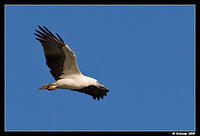 whitebellied sea eagle 1805.jpg