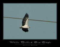 whitebellied sea eagle copy.jpg