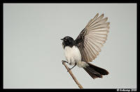 willy wagtail  600f4vr2 2980.jpg