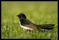 willy wagtail 0133.jpg
