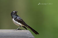 willy wagtail 10713.jpg