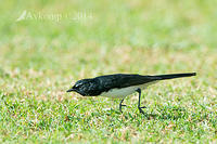 willy wagtail 14250.jpg