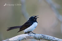 willy wagtail 18362.jpg