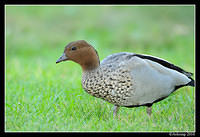 wood duck  5762.jpg
