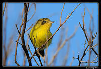 yellow thornbill0133.jpg