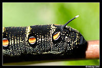caterpillar11.jpg