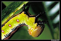 caterpillar9a.jpg