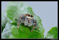 jumping spider 1517.jpg