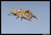 jumping spider 20.jpg