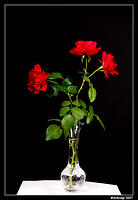 roses 335.jpg