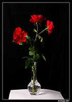 roses311.jpg