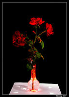 roses323.jpg