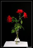 roses332.jpg